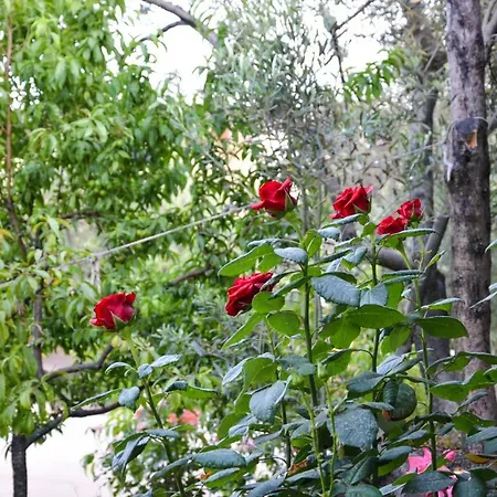 Motel Ergul Kucukkuyu